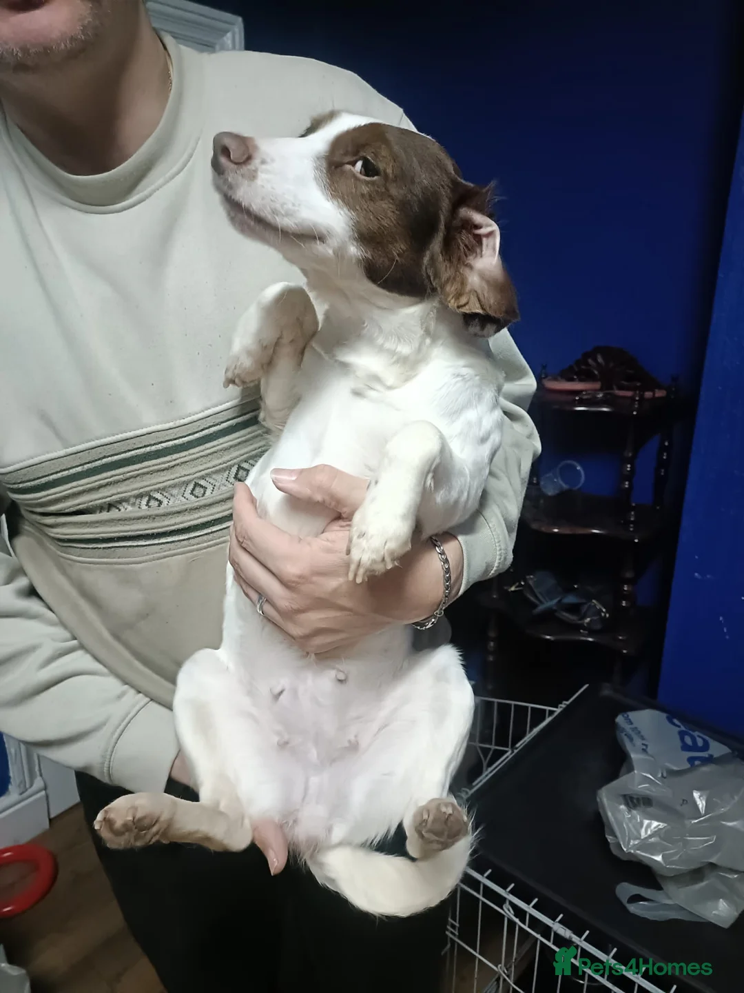 Cocker Spaniel dogs for sale: Cocker spaniel for sale - Advert 4