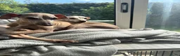 Italian Greyhound dogs for sale: Italian greyhound puppies - Advert 5