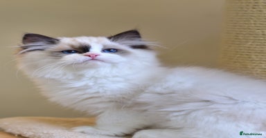 Ragdoll cats - Advert 3