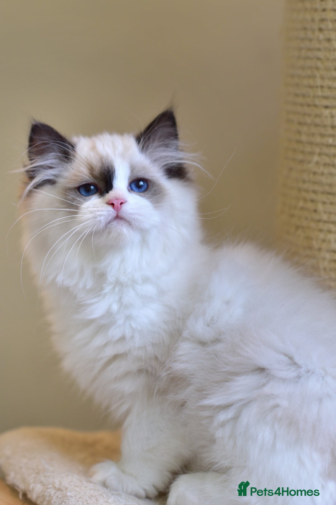 Ragdoll cats for sale: Tica registered Health checked Ragdoll girl - Image 3