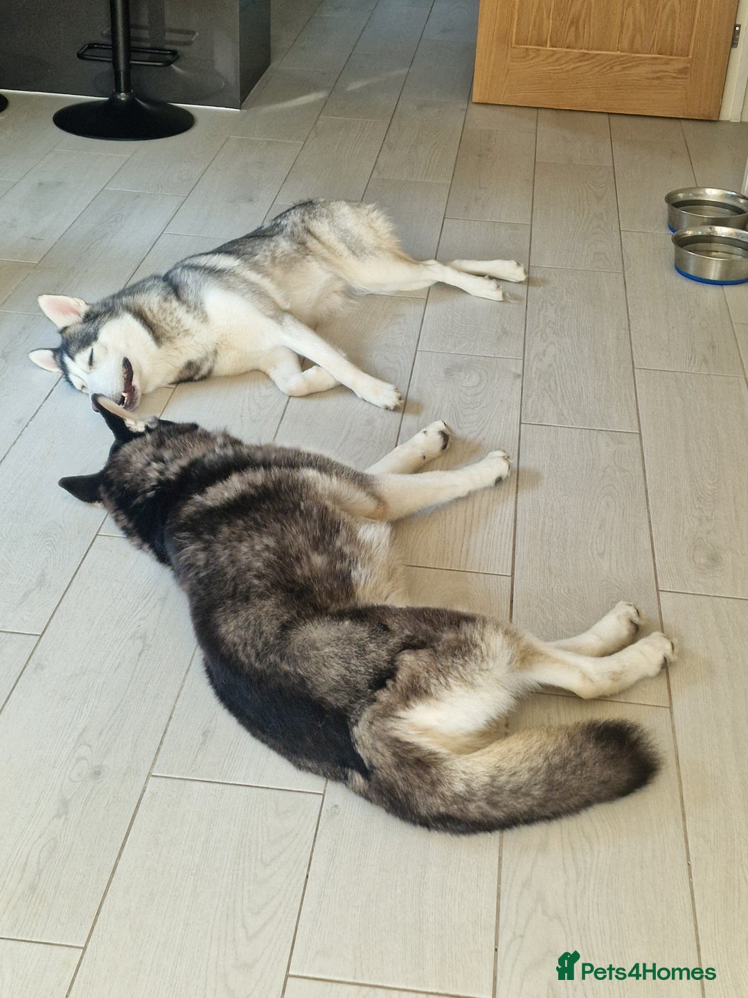 Siberian Husky dogs for sale: Siberian Husky Puppies - Image 26