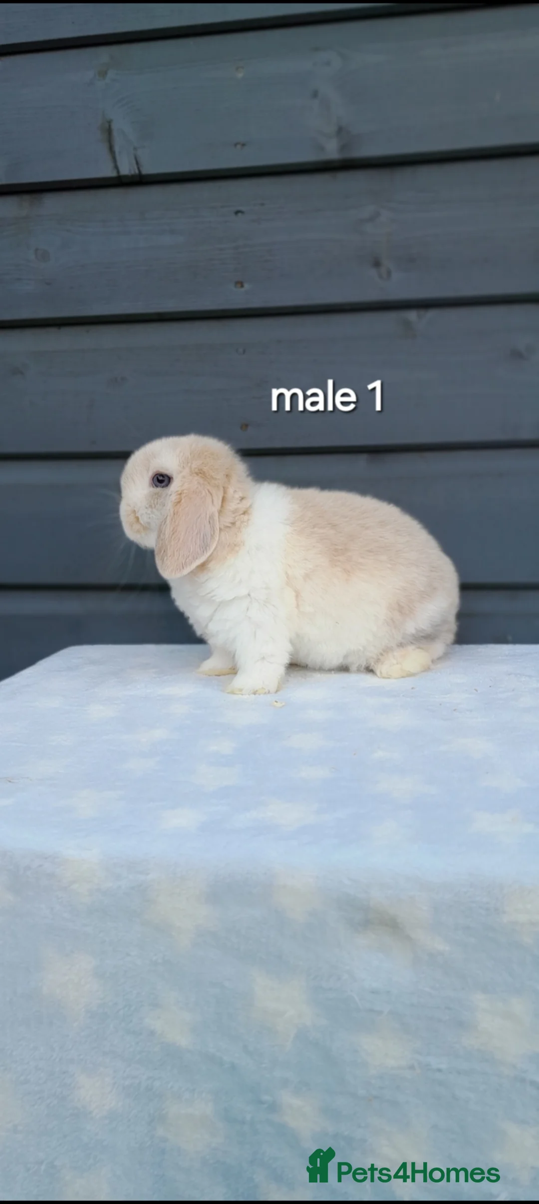 Mini Lop rabbits for sale: Gorgeous mini lop rabbits ready now  - Advert 1