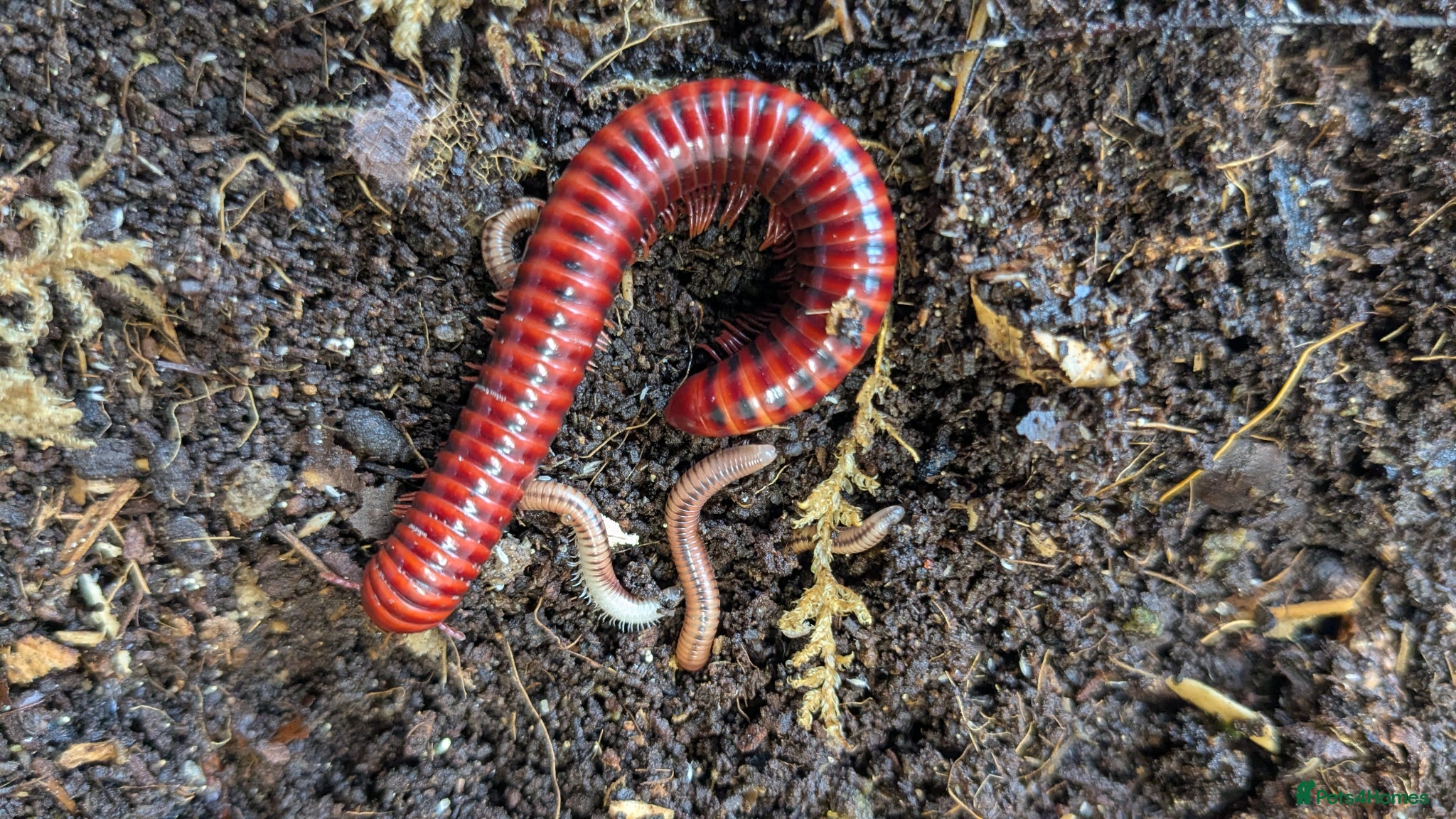 Millipedes invertebrates Red Fire and Ivory Millipedes  - Advert 8