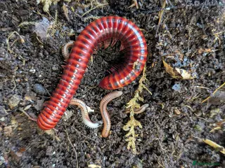 Millipedes invertebrates Red Fire and Ivory Millipedes - Advert 8