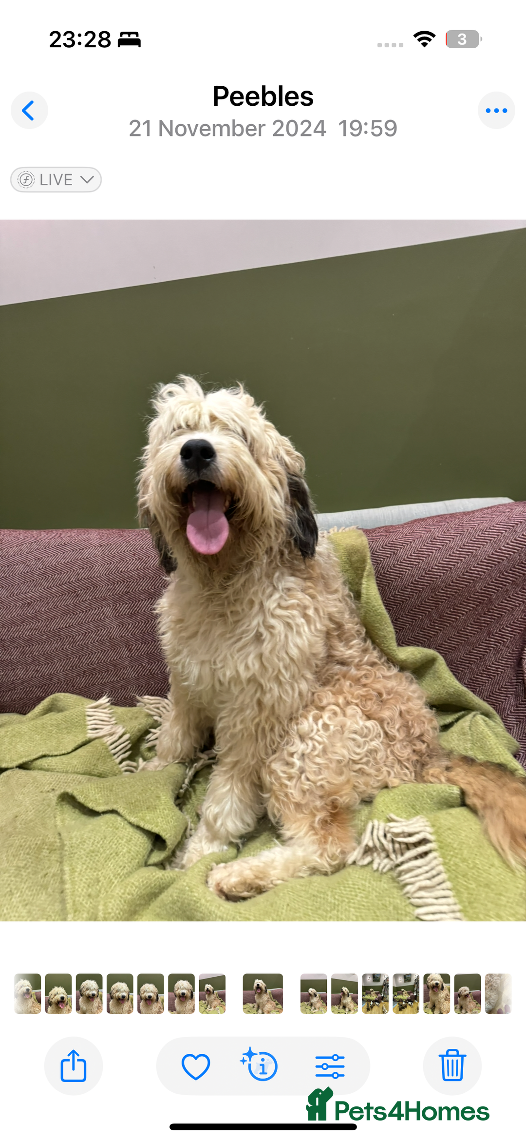 Bernedoodle dogs for sale: Bernedoodle F1B puppies - Advert 21