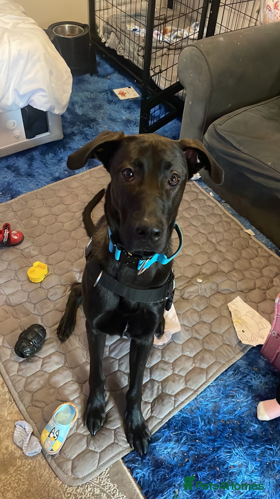 Mixed Breed dogs German shepherd cross Great Dane - Advert 2