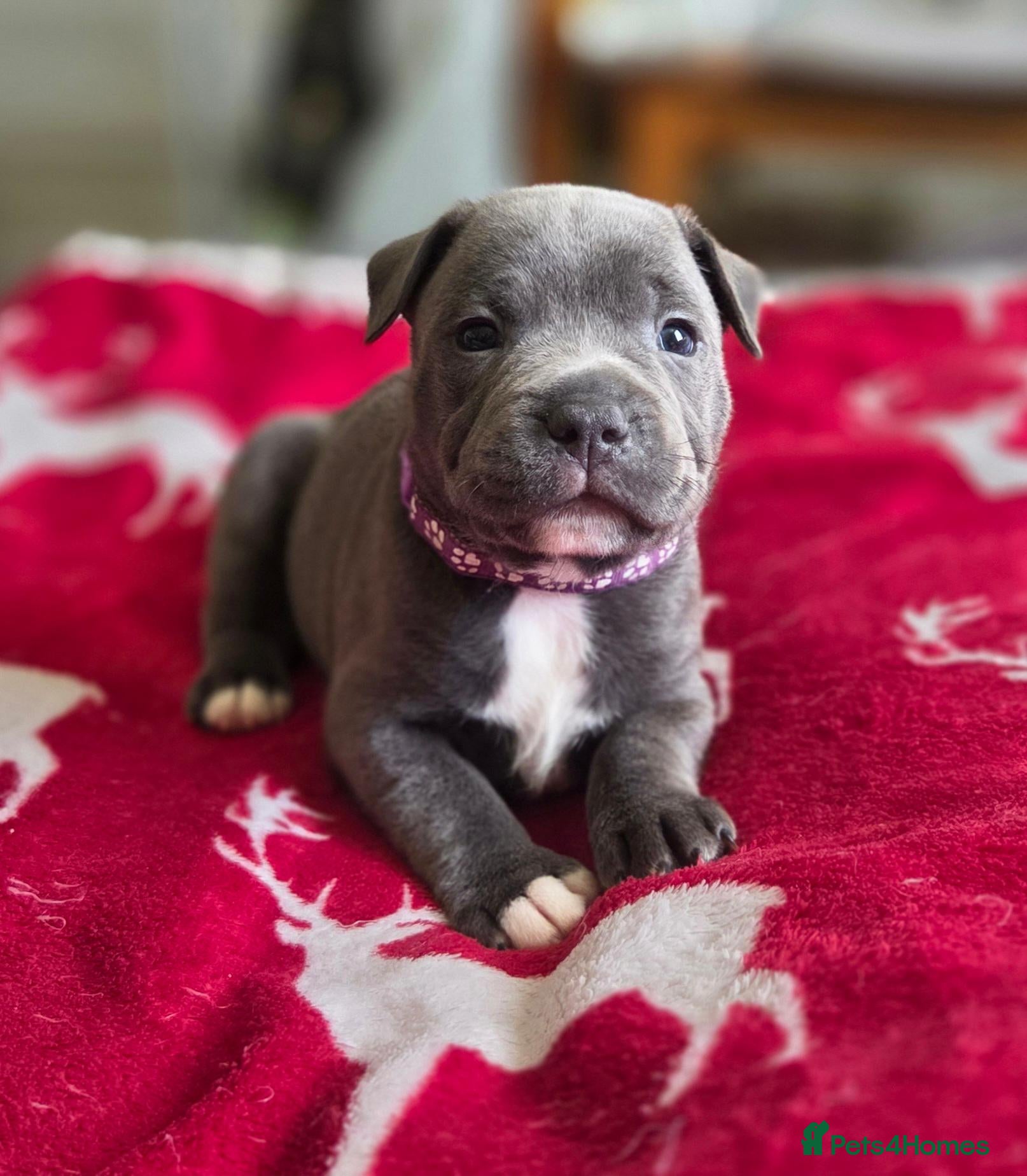 Staffordshire Bull Terrier dogs KC Blue Staffordshire Bull Terrier Puppies - Advert 1