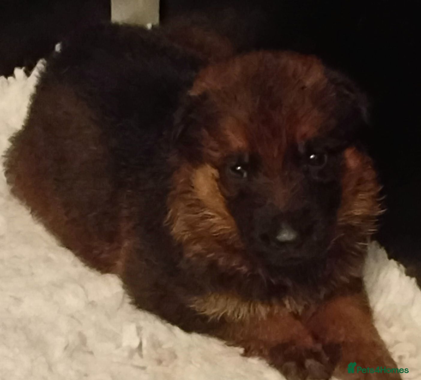 German Shepherd dogs K.C. reg GSD pups - Advert 2