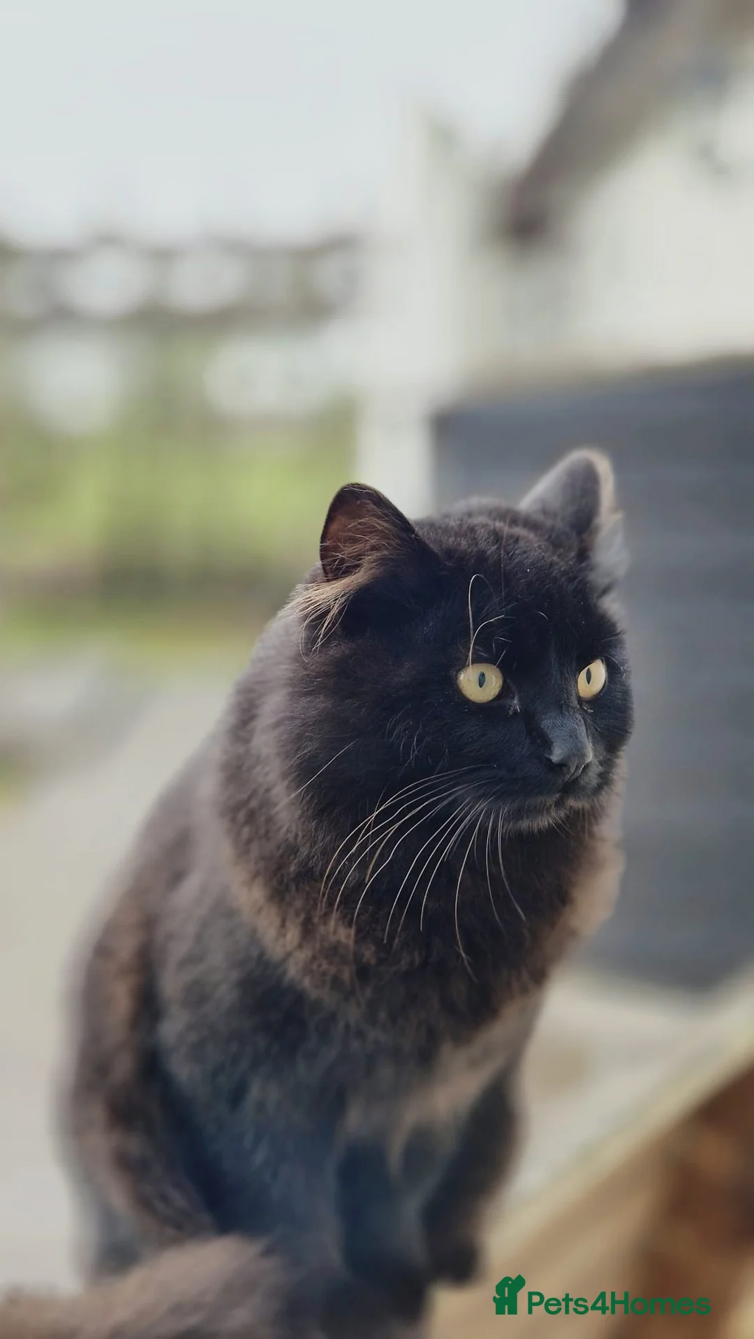 Mixed Breed cats for sale: Domestic long hair, black male - Advert 2