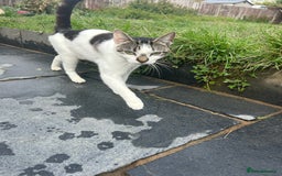 British Shorthair cats for sale: Teddy & Bear Rehoming 💕 - Image 3