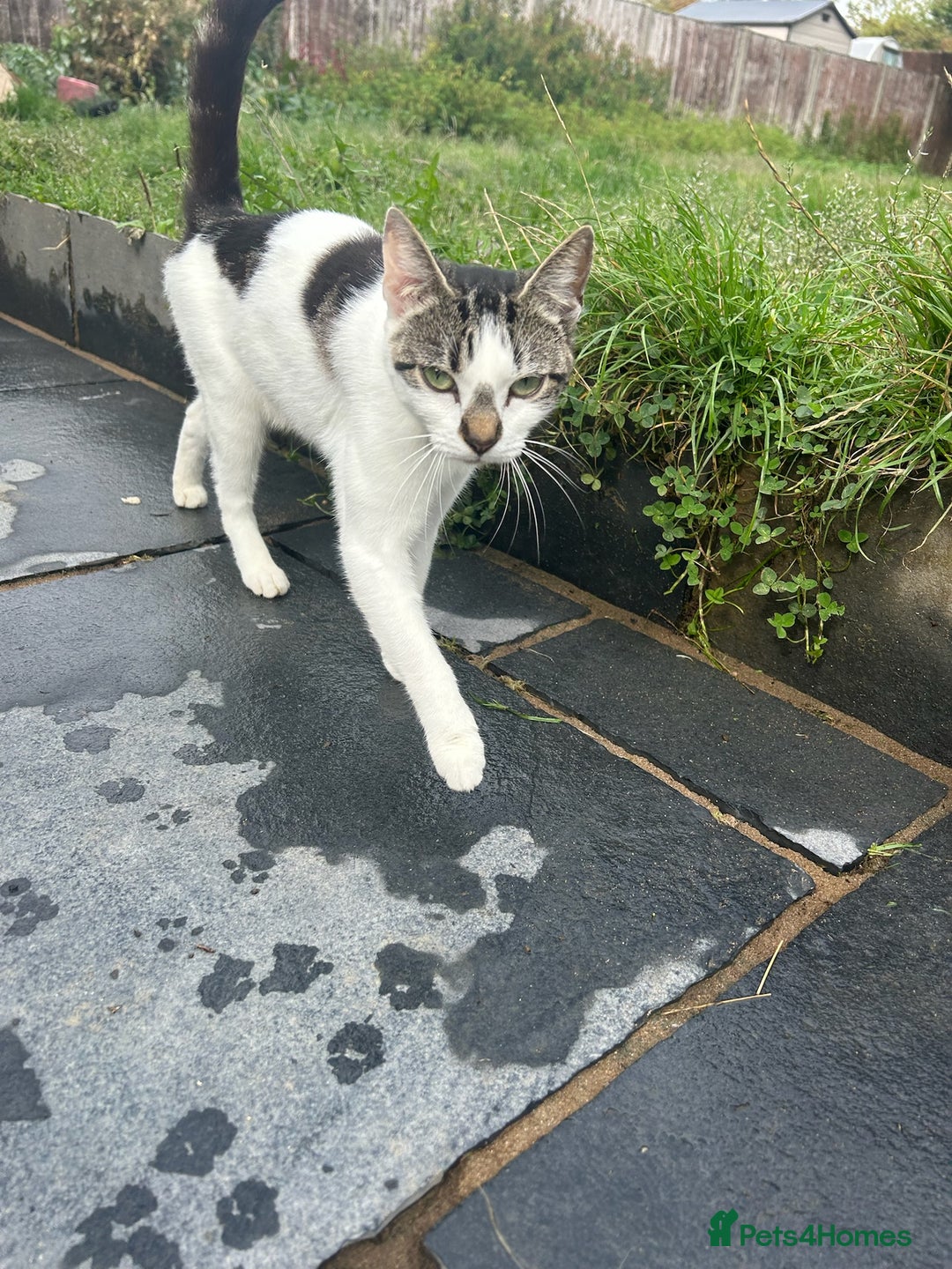 British Shorthair cats for sale: Teddy & Bear Rehoming 💕 - Image 3