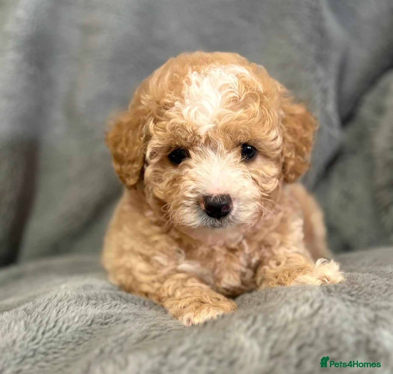 Poochon dogs Adorable Poochon Puppies  - Advert 3