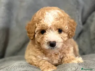 Poochon dogs Adorable Poochon Puppies - Advert 3