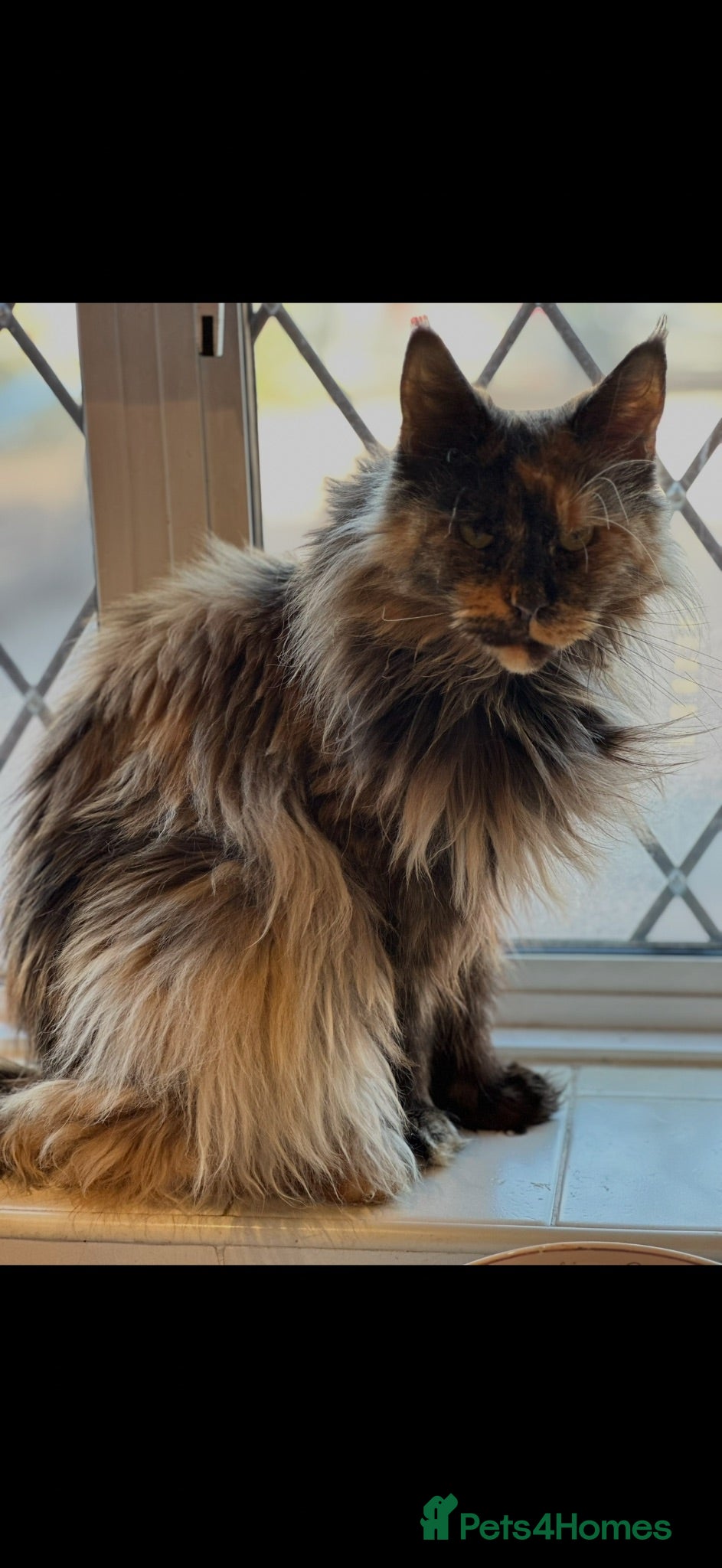Mixed Breed cats Stunning kittens  - Advert 1