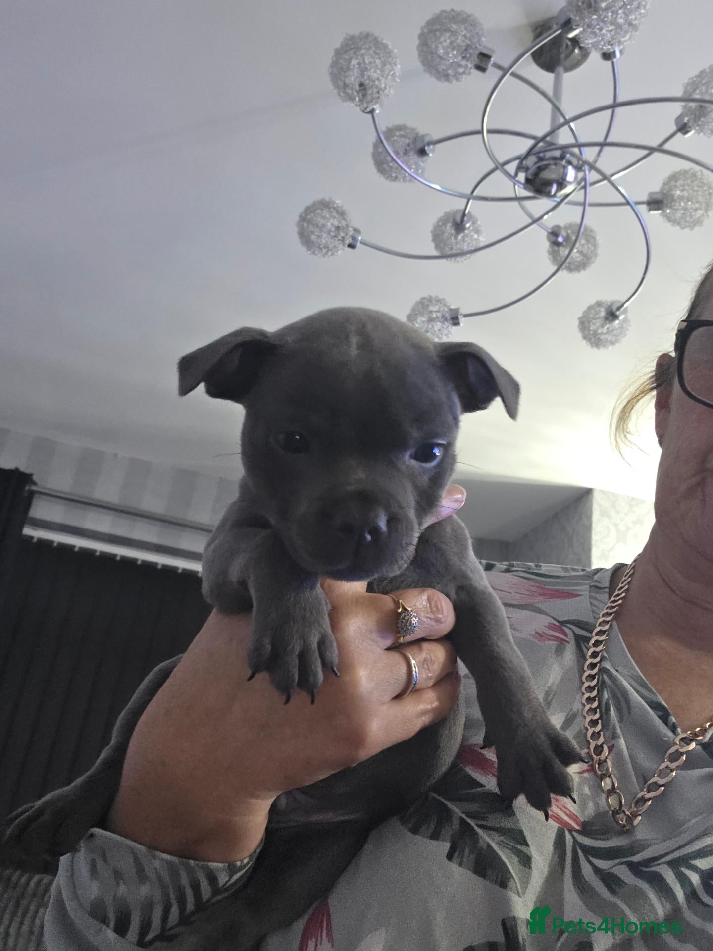 Staffordshire Bull Terrier dogs KC REG KASSIUS PUPS - Advert 2
