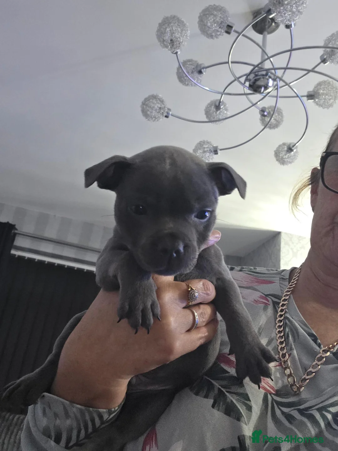 Staffordshire Bull Terrier dogs for sale: KC REG KASSIUS PUPS - Advert 2