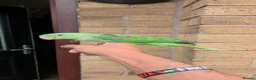 Parakeets birds for sale: Hand-Reared Baby Alexanderine Available to Reserve - Advert 3