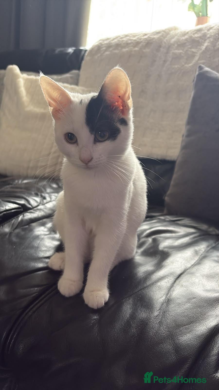 Mixed Breed cats Kitten (rescue) - Advert 1