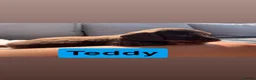 Dachshund dogs for sale: Stunning Dachshunds  - Advert 25