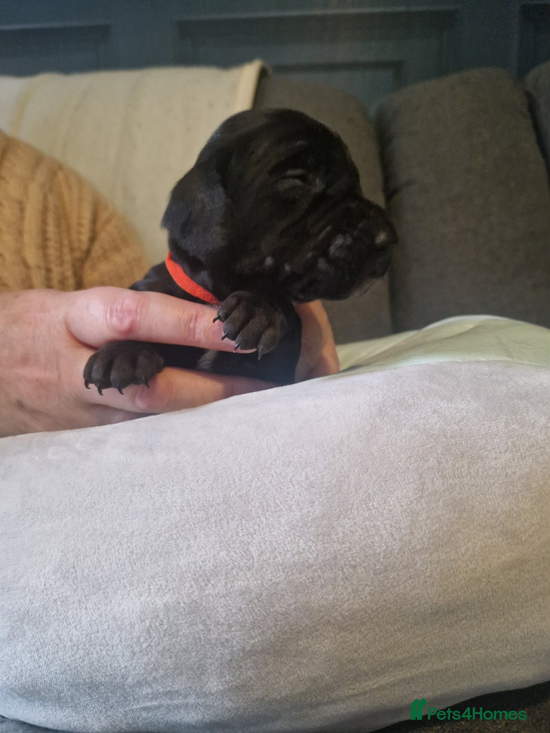 Miniature Dachshund dogs for sale: Miniature dachshund  - Advert 14