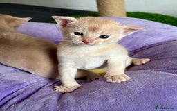 Abyssinian cats for sale: Pure pedigree Tica registered Abyssinian kittens  - Image 19