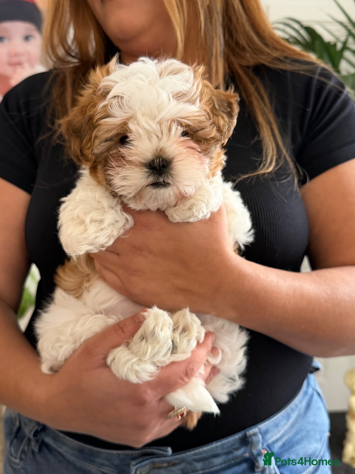 Shih Tzu dogs Shih Tzu x Teddy Biewer Terrier - Advert 1