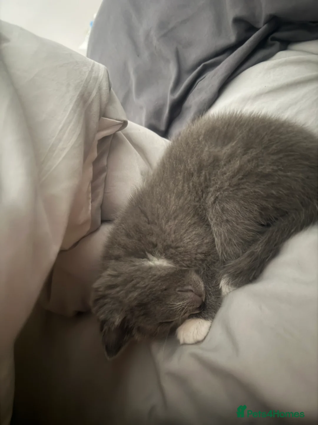 British Shorthair cats for sale: 8week old kitten  - Advert 2