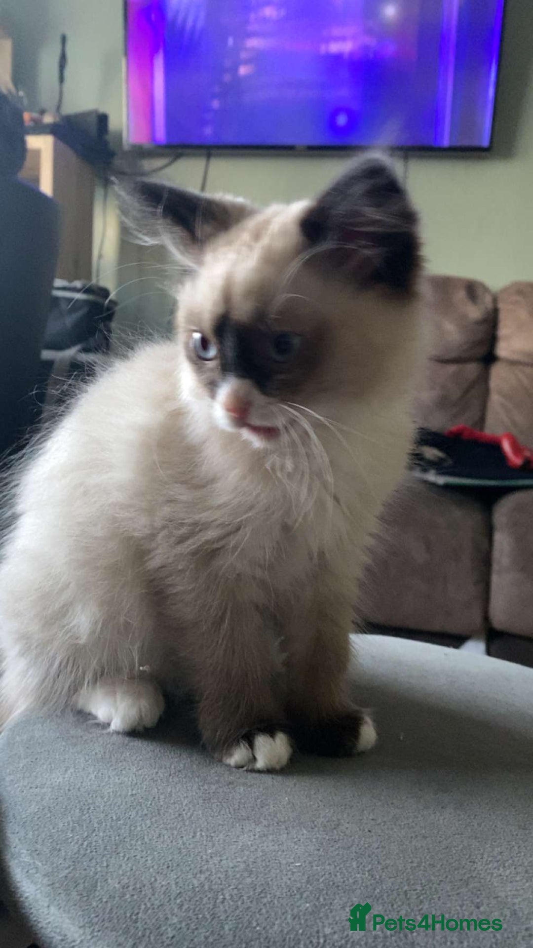 Ragdoll cats for sale: Ragdoll kitten for sale  - Advert 3