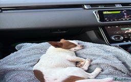 Chihuahua dogs for stud: Lucky  - Advert 6