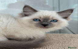Ragdoll cats for sale: Champion Sired GCCF Registered Ragdoll Kittens - Image 1