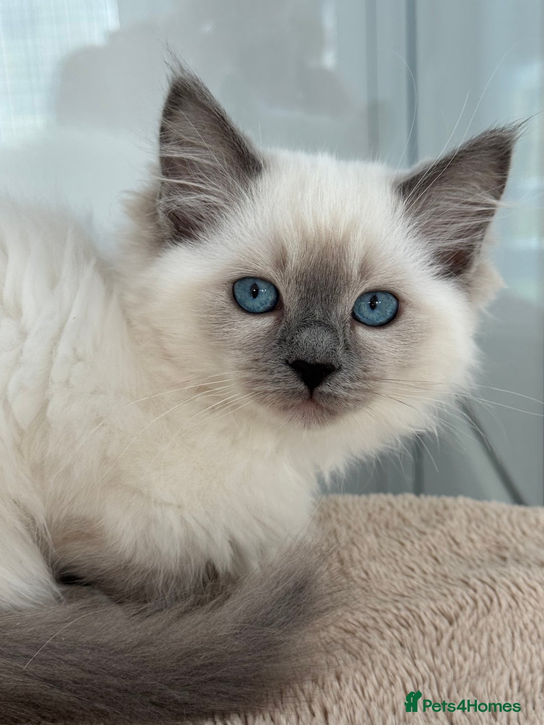 Ragdoll cats for sale: Champion Sired GCCF Registered Ragdoll Kittens - Image 1