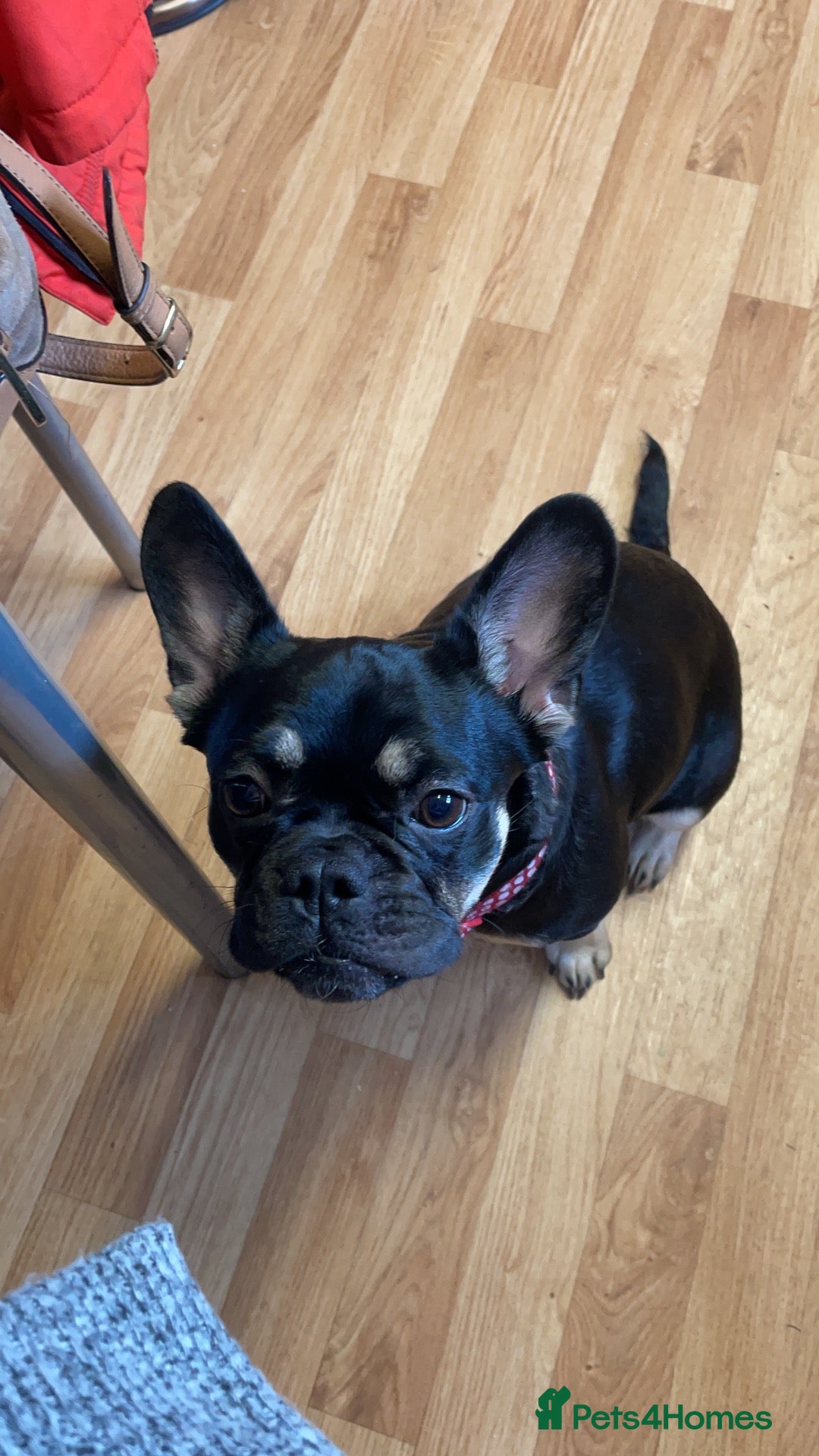 Frug dogs Female Frug - Advert 6