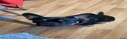 Frug dogs for sale: Female Frug - Advert 1