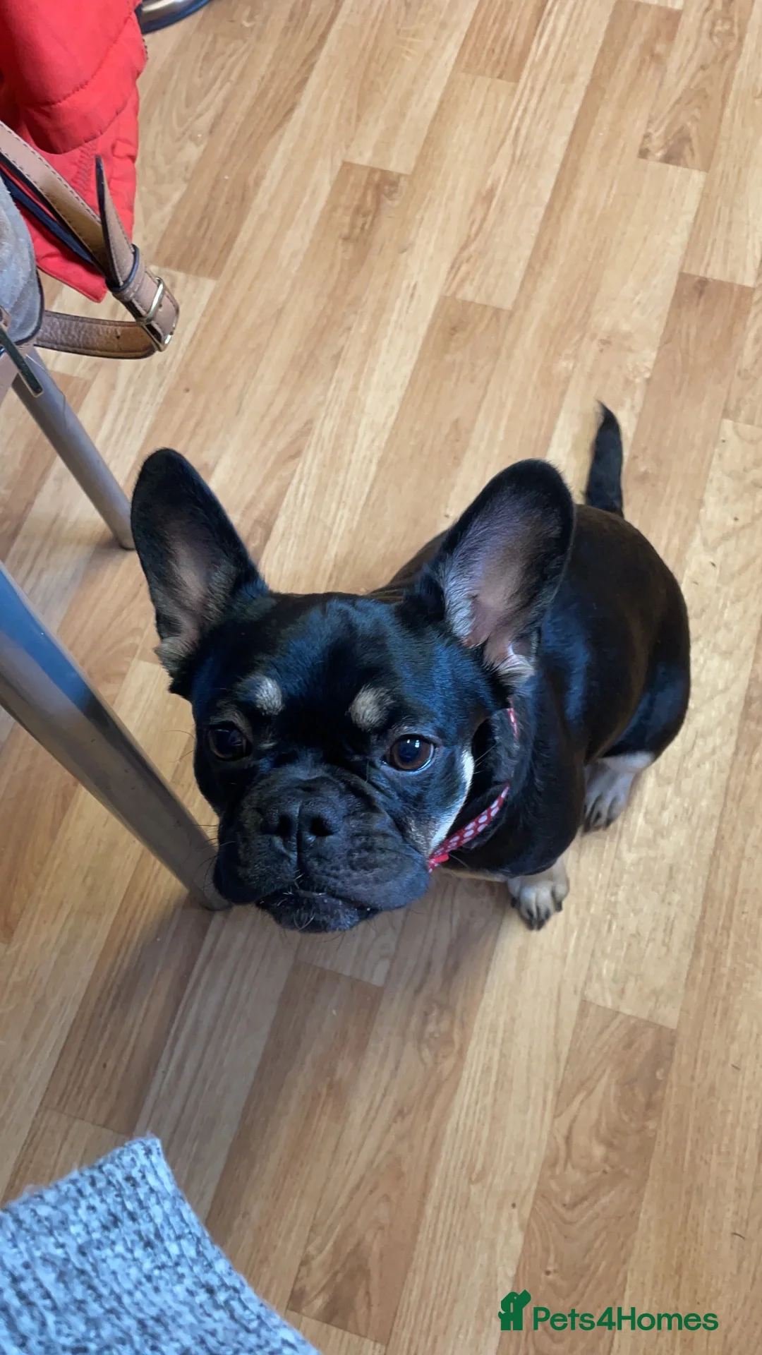 Frug dogs for sale: Female Frug - Advert 1