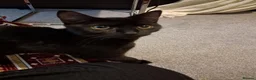 Bombay cats for sale: Bombay famale cat - Advert 4