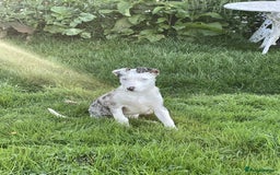 Bearded Collie dogs for sale: Beautiful blue merle border collie pups! - Image 23