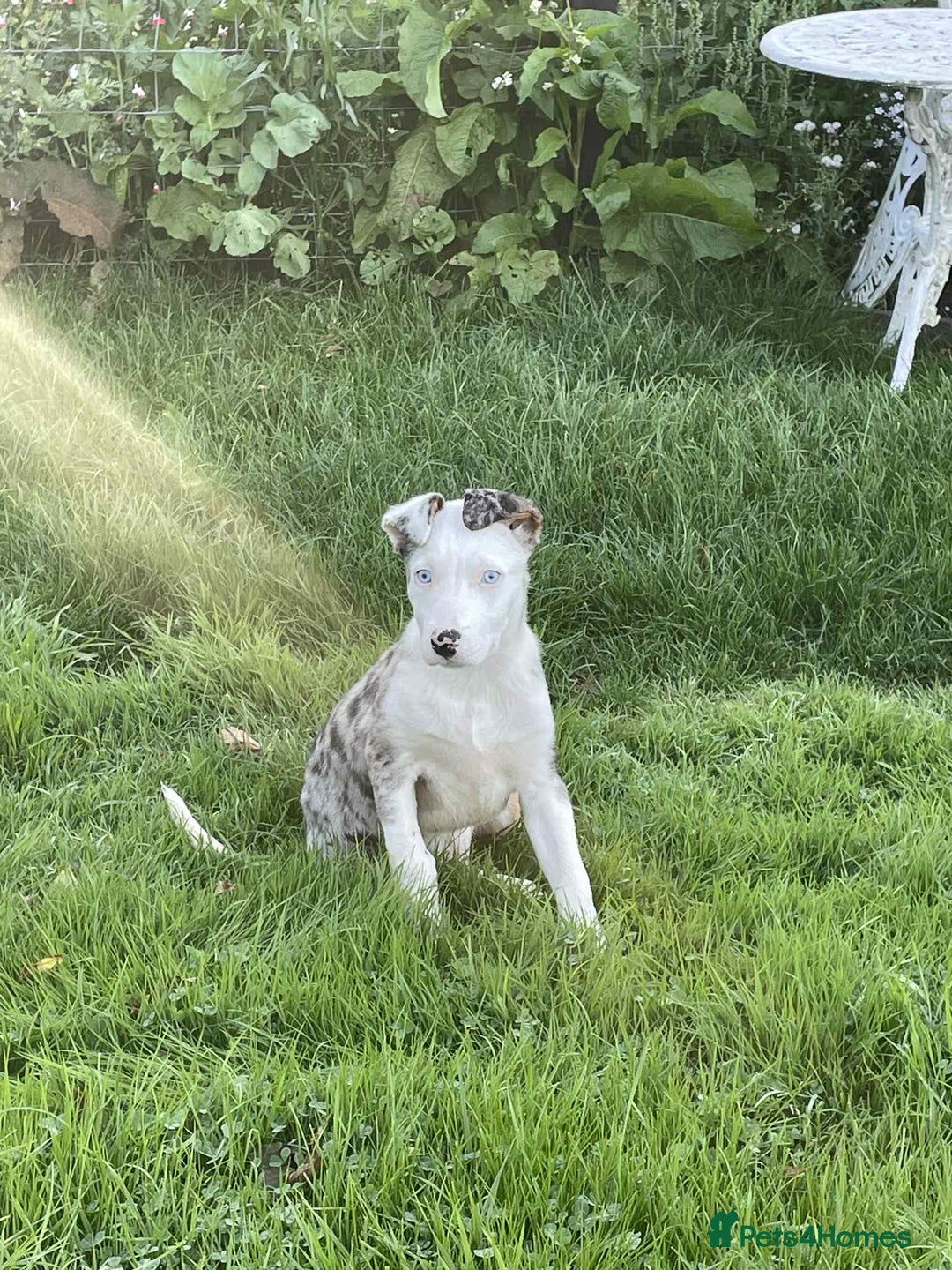 Bearded Collie dogs for sale: Beautiful blue merle border collie pups! - Image 23