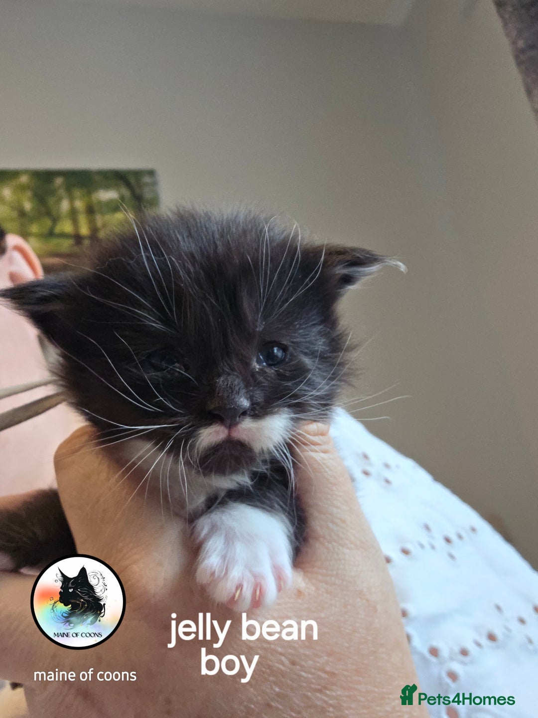 Maine Coon cats for sale: Maine coon kittens - Image 5