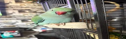Ringnecks birds for sale: Indian ringneck 2years old - Advert 2