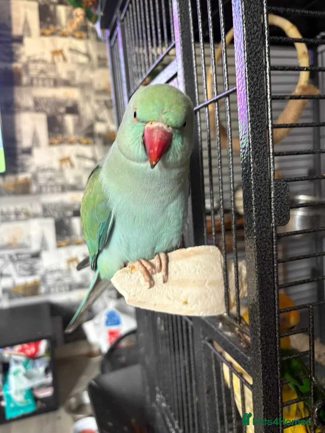 Ringnecks birds for sale: Indian ringneck 2years old - Advert 2