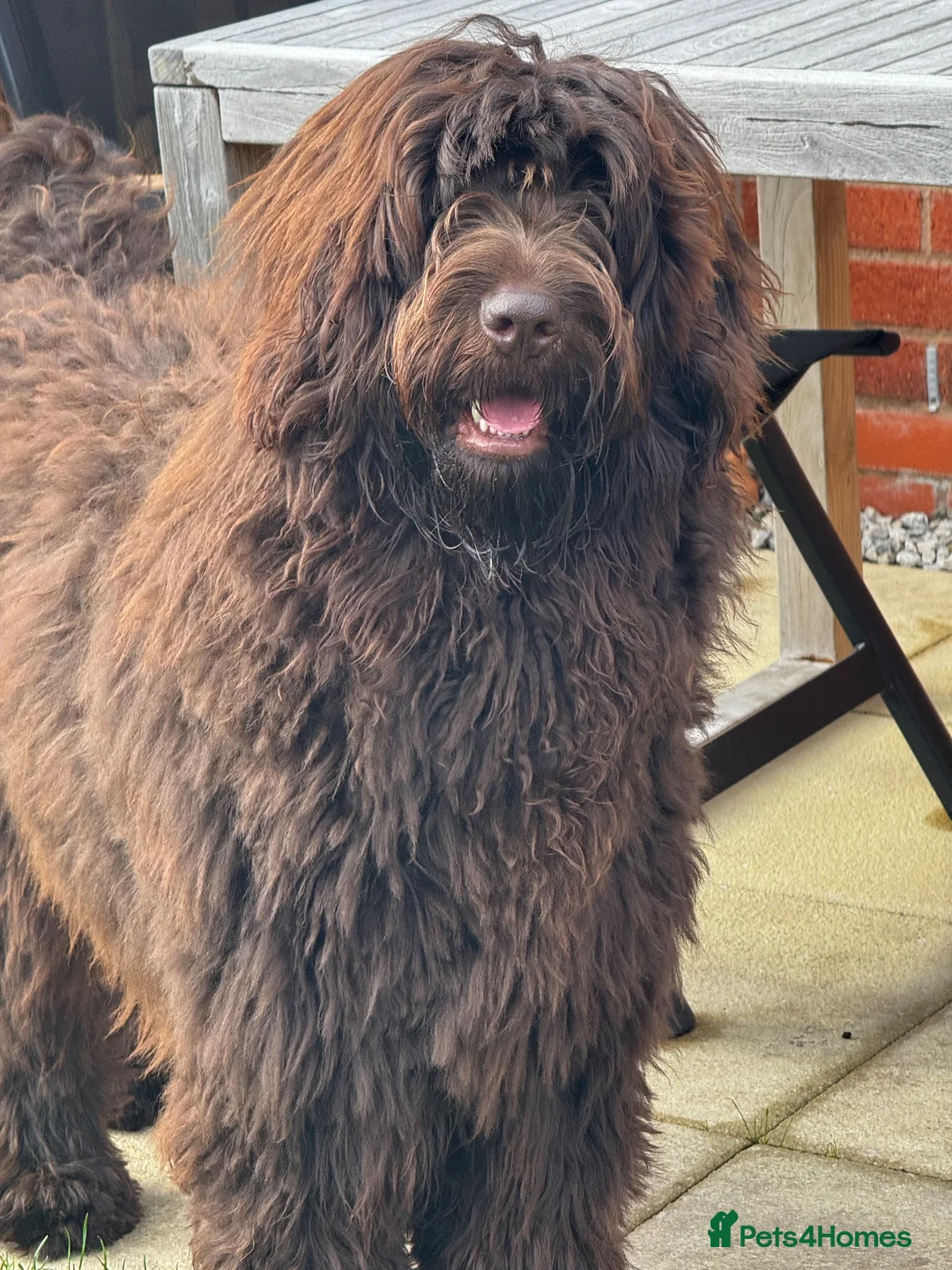 Newfypoo dogs for sale: Newfypoo / teddy bear 12 months old for sale,  in Manchester - Advert 7