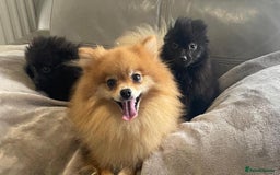 Pomeranian dogs for sale: Miniature pomeranian - Image 2
