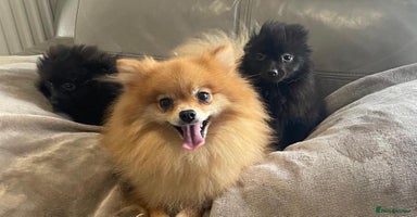 Pomeranian dogs - Advert 1