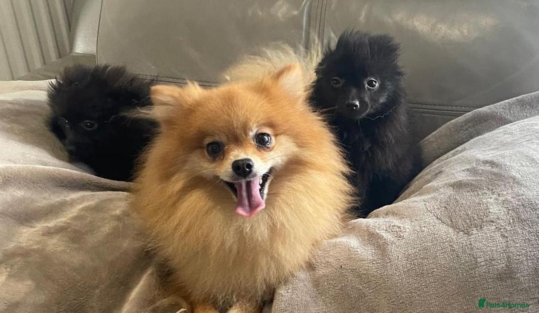 Pomeranian dogs for sale: Miniature pomeranian - Image 2