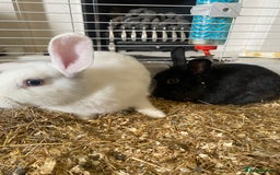 Mixed Breed rabbits for sale: 2 beautiful baby bunnies for sale - Image 2