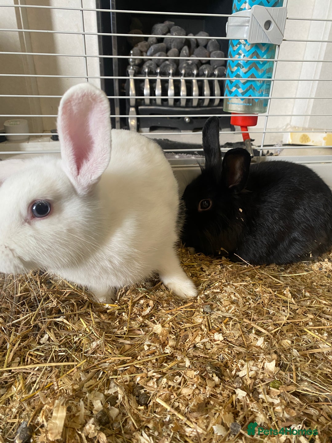 Mixed Breed rabbits for sale: 2 beautiful baby bunnies for sale - Image 2