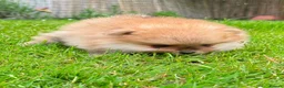Pomeranian dogs for sale: Beautiful Boy Pomeranian Puppies - Advert 6