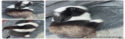 Lionhead rabbits for sale: 8 Double Maned Lionhead Babies - Advert 5
