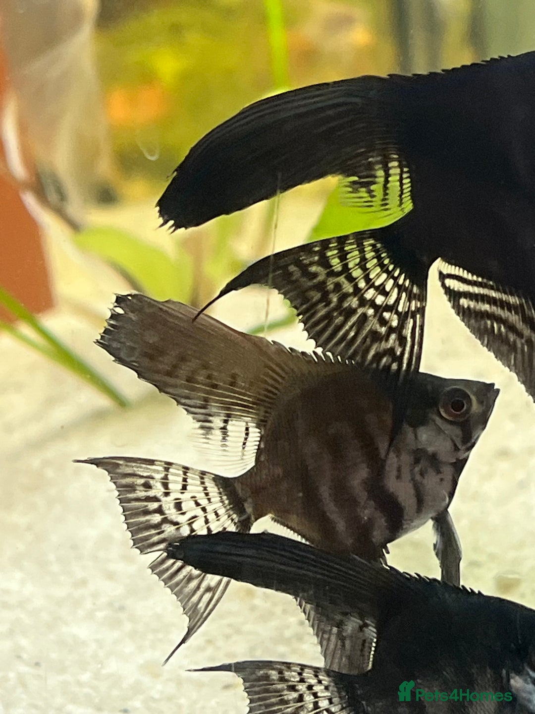 Angelfish fish for sale: Black long wide fin ghost pinoys.  - Image 4