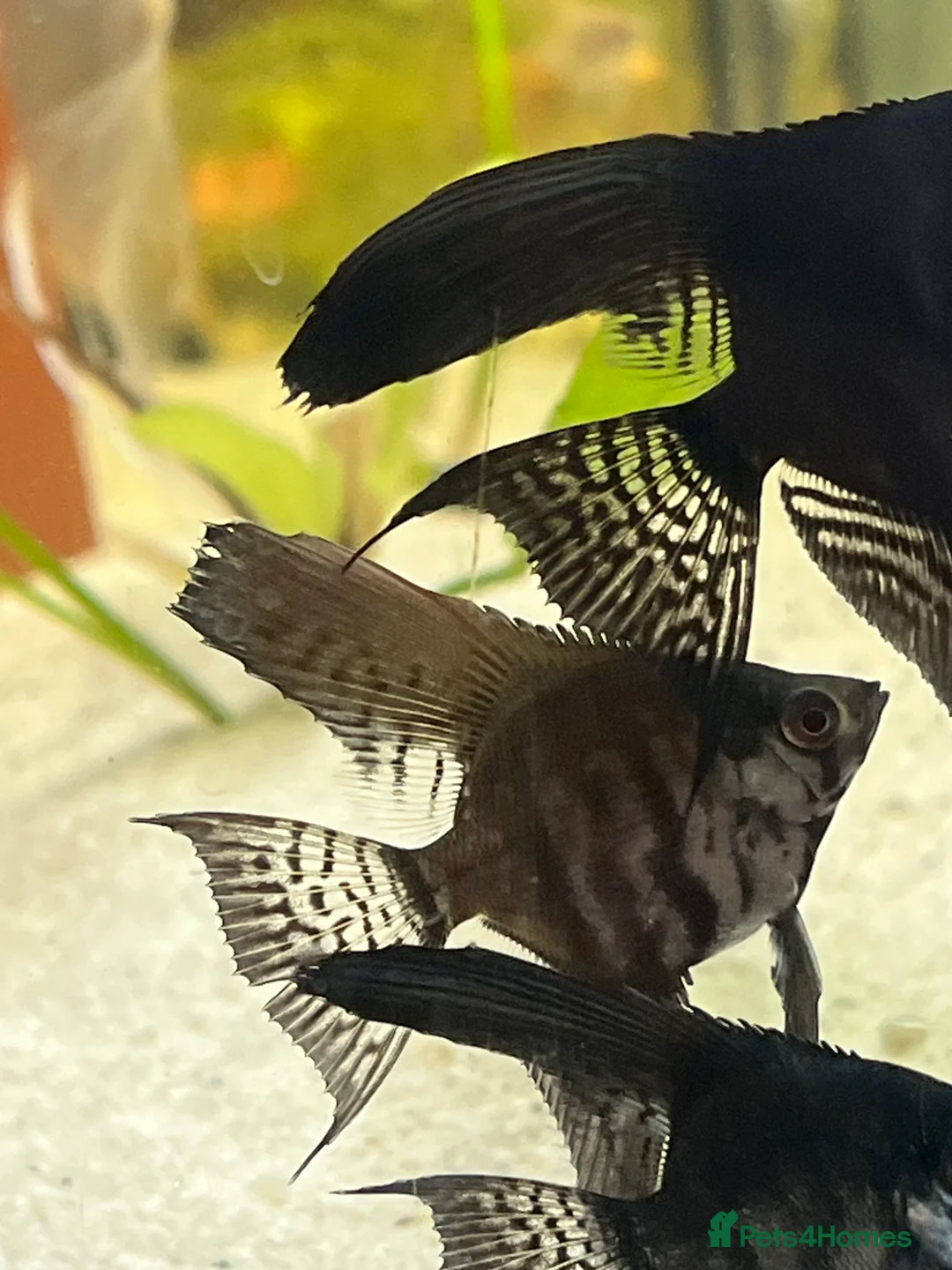 Angelfish fish for sale: Black long wide fin ghost pinoys.  - Advert 4